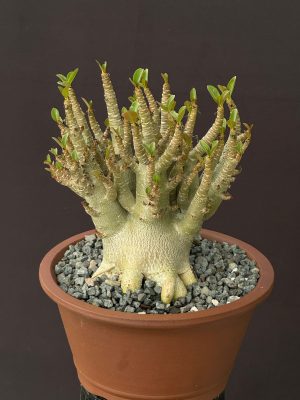 Adenium arabicum 'Octopus' 6" pots - Image 2
