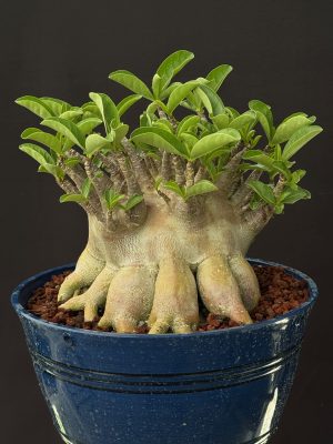 Adenium arabicum 'Octopus' 6" pots - Image 3