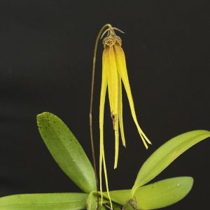 Bulbophyllum jacobsonii var. flava 2" pots