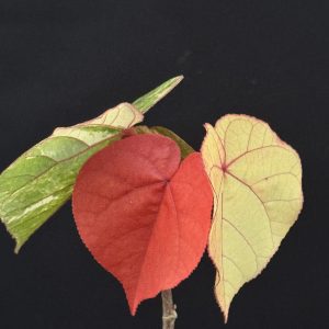 Hibiscus tiliaceus 'Variegatus' - Variegated Mahoe (6" pot)
