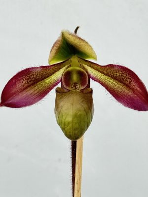 Paphiopedilum hookerae (4" pot) - Image 2