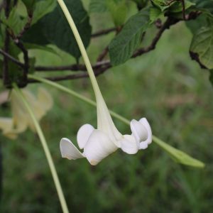 Euclinia longiflora - African Tree Gardenia (email for waitinglist)
