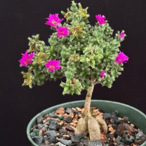 Trichodiadema bulbosum- Miniature African Bonsai (4" pots)
