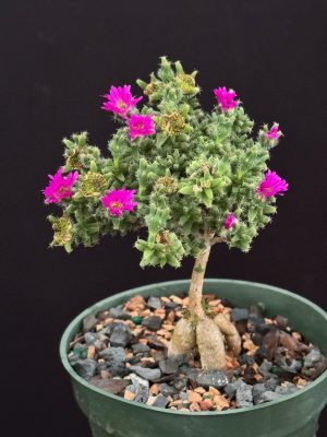 Trichodiadema bulbosum- Miniature African Bonsai (4" pots)