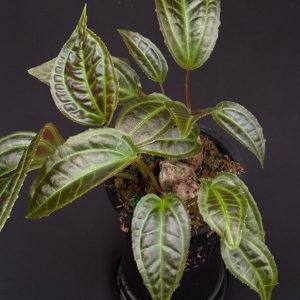Monolena primuliflora (please, check with us for availability)
