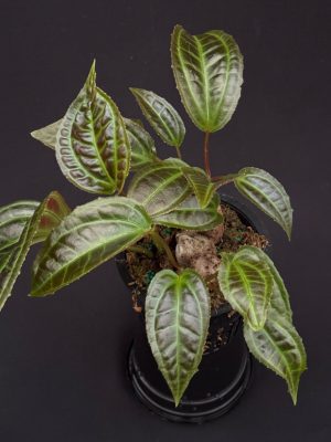 Monolena primuliflora (please, check with us for availability)