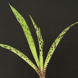 Ledebouria floribunda 4" pot- Please, check with us for availability