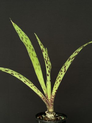 Ledebouria floribunda 4" pot- Please, check with us for availability