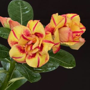 Adenium 'Mango Sunset' 4" pot