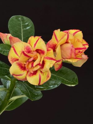 Adenium 'Mango Sunset' 4" pot