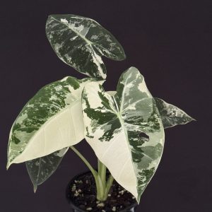Alocasia micholitziana 'variegated Frydek'