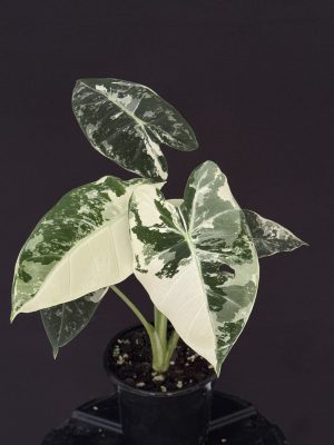 Alocasia micholitziana 'variegated Frydek'- 4" pot