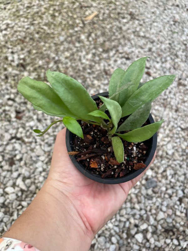 Hoya lacunosa 'Louisa's Silver' (3