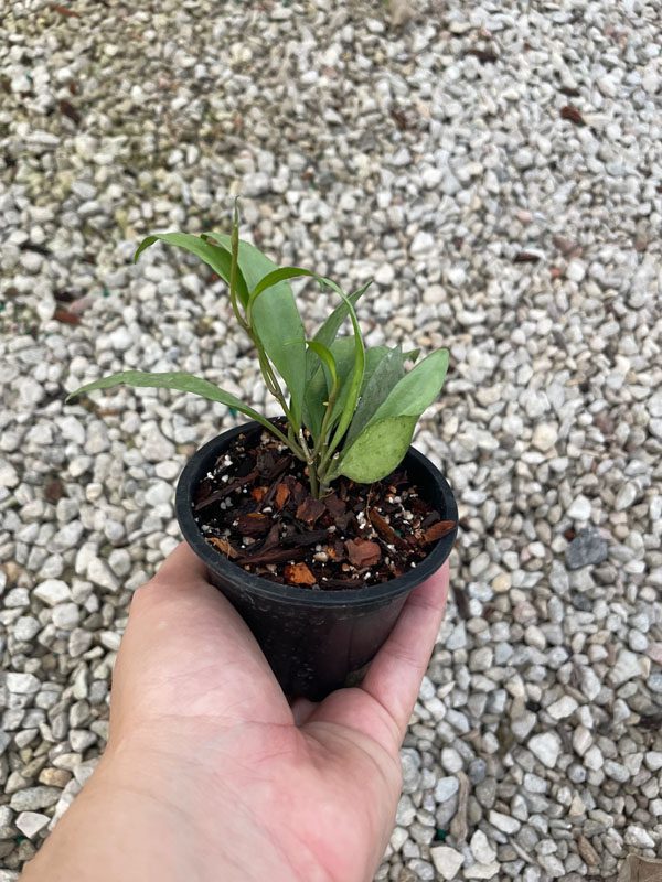 Hoya lacunosa 'Louisa's Silver' (3