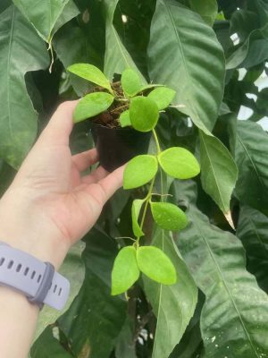 Hoya myrmecopa (big leaves) (4" hanging basket) - Image 4