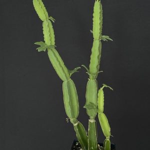 Cissus quadrangularis - Veld Grape (2.5" pot)
