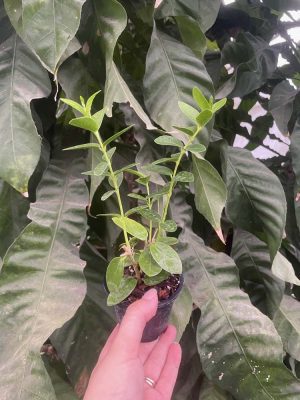 Hoya cumingiana (2.5" pot) - Image 2