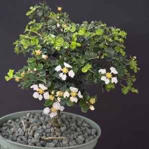 Malpighia coccigera - Dwarf Holly - Singapore Holly (6" pot)