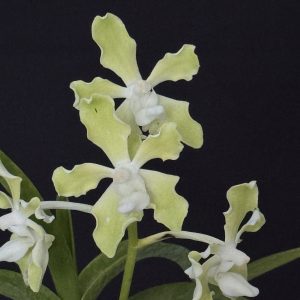 Vanda tessellata 'Alba' (4" HB) - Please contact us for availability