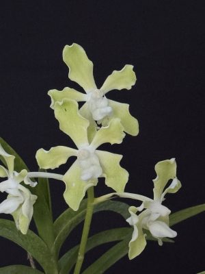 Vanda tessellata 'Alba' (4" HB) - Please contact us for availability