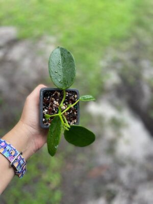 Hoya 'Ruthie' (2.5" pot) - Image 2