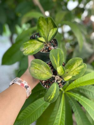 Hoya kerrii (inner variegated/spot) (4" pot) - Image 8
