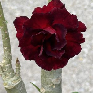 Adenium obesum 'Good Night' (Please, email us for availability)