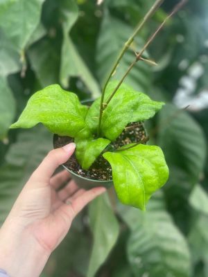 Hoya pachyphylla (FKA H. chuniana) (5" pot) - Image 2