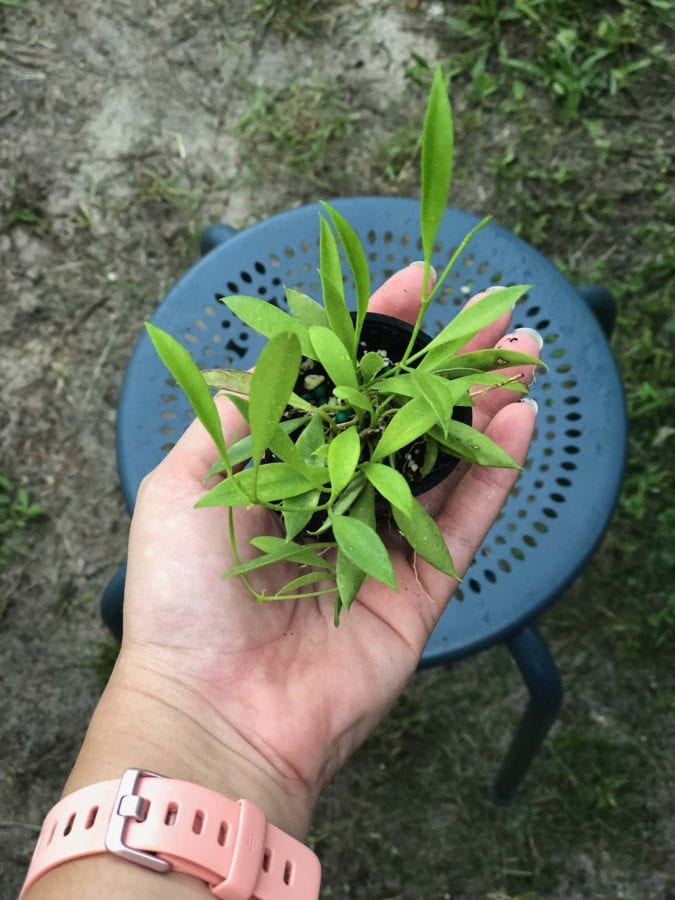 Hoya tsangii (2" pot) - Image 2