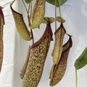 Nepenthes 'Miranda' (4" pot) (Please, contact us for availability)