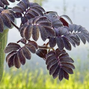 Solanum uleanum (Please, email us for availability)
