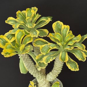 Euphorbia poissonii 'Variegated' (Please, email us for availability)
