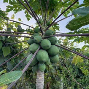 Carica papaya 'T. R. Hovey' - Dwarf Papaya (4" pot)
