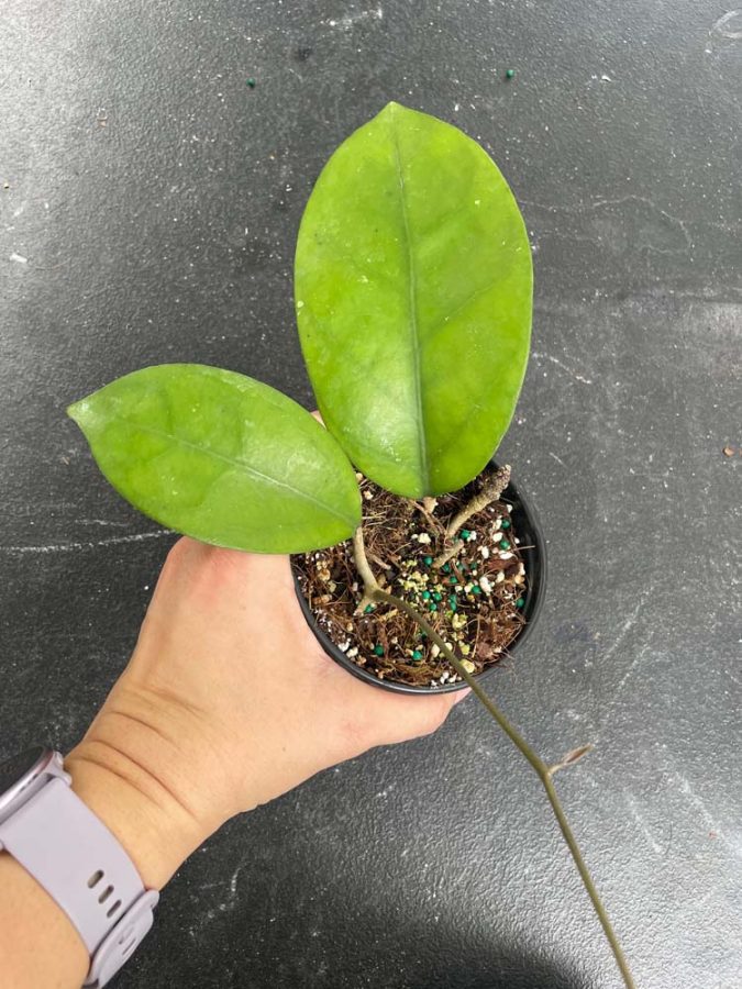 Hoya sp. UT-163 EPC-898 (4″ pot) – Gardino Nursery