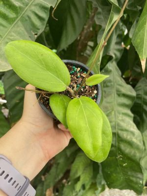 Hoya 'Swiffer's Dream' (3" pot) - Image 2