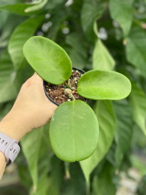 Hoya 'kerrii x meliflua' (4" pot) - Image 2