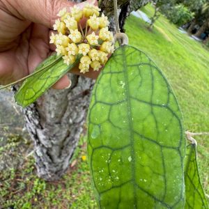 Hoya AH-008 (4" pot)