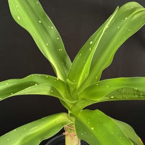 Crinum asiaticum var. Japonicum ‘Han Ire’ - Spotted Spider Lily (6" Pot) (Email us for availability)