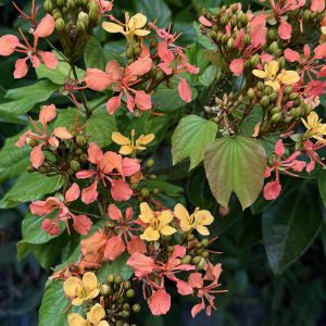 Bauhinia bidentata - Orange Bauhinia Vine