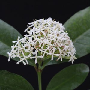 Ixora fragrans/ finlaysoniana (Please, contact us for availability)