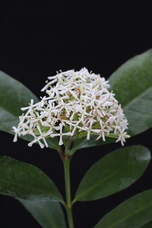 Ixora fragrans/ finlaysoniana (Please, contact us for availability)