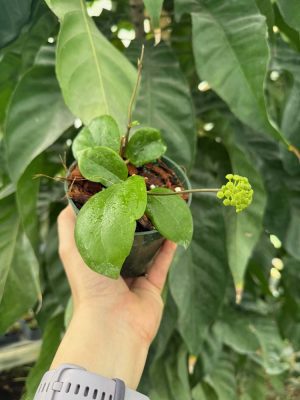 Hoya 'Swiffer's Dream' (4" pot) - Image 2