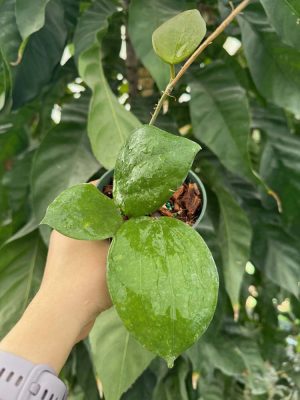 Hoya aff. pentaphlebia (4" pot) (dollar add-on) (ONE add-on PER PERSON, extras WILL be removed from order) - Image 2