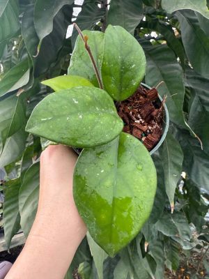 Hoya 'Logan' (SMS) (4" pot) (dollar add-on) (ONE add-on PER PERSON, extras WILL be removed from order) - Image 2