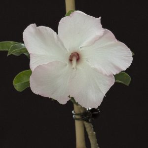 Adenium 'Cotton Candy' (Please email us for availability)