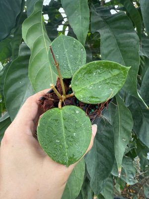 Hoya verticillata 'Dai Tung' (2.5" pot) - Image 3