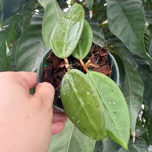 Hoya AH-026 (4" pot) (dollar add-on) (ONE add-on PER PERSON, extras WILL be removed from order)