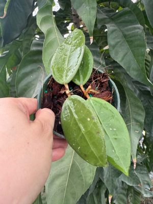 Hoya AH-026 (4" pot) (dollar add-on) (ONE add-on PER PERSON, extras WILL be removed from order)