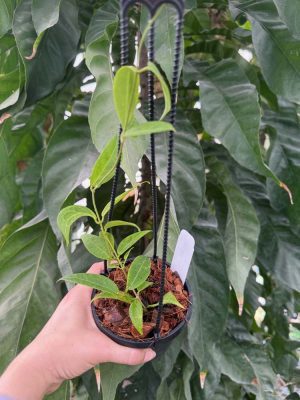 Hoya dennisii (4" HB) - Image 2