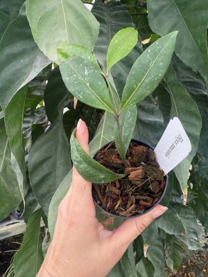 Hoya amicabilis (3" pot) (mature to bloom) - Image 2